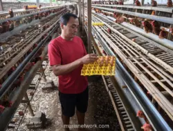 Harga Telur di Tingkat Peternak Mulai Merangkak Naik, Peternak Berharap Bantuan Pangan Digulirkan Kembali