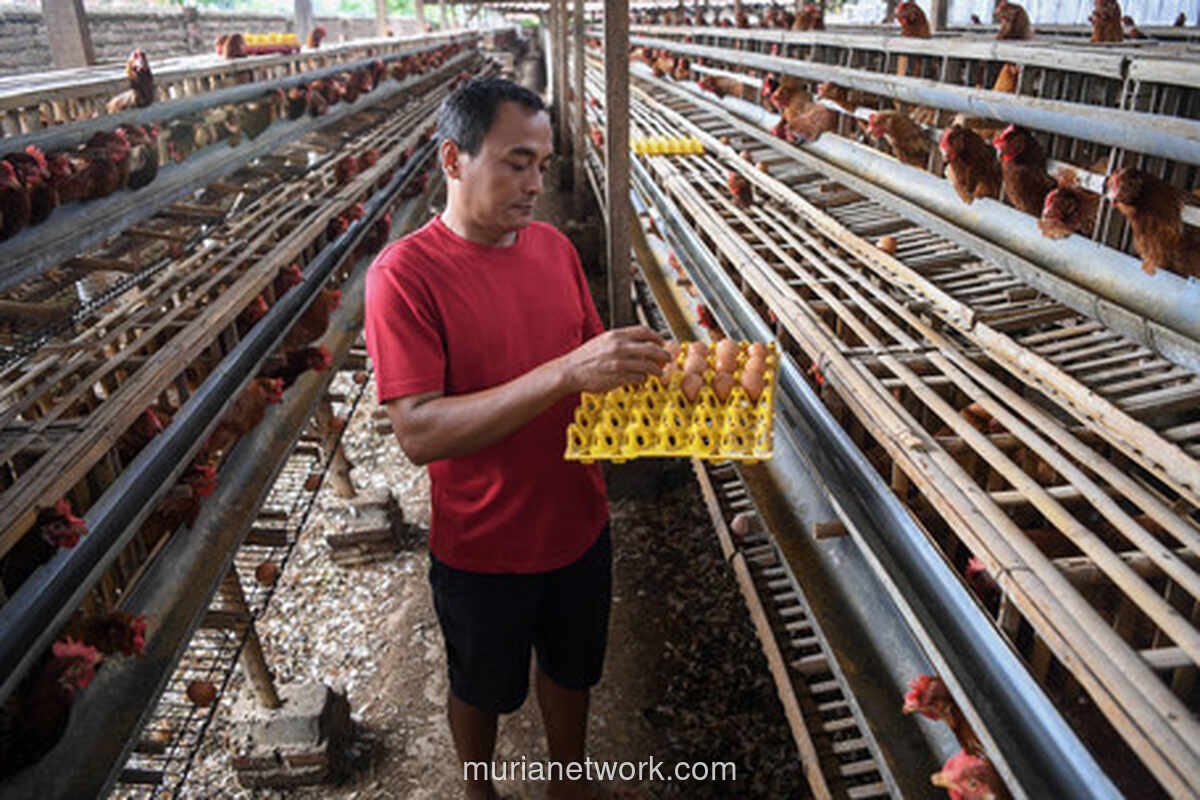 Harga Telur di Tingkat Peternak Mulai Merangkak Naik, Peternak Berharap Bantuan Pangan Digulirkan Kembali