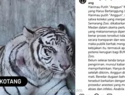 Sekda Semarang Ungkap Penyebab Kematian Harimau Putih di Semarang Zoo