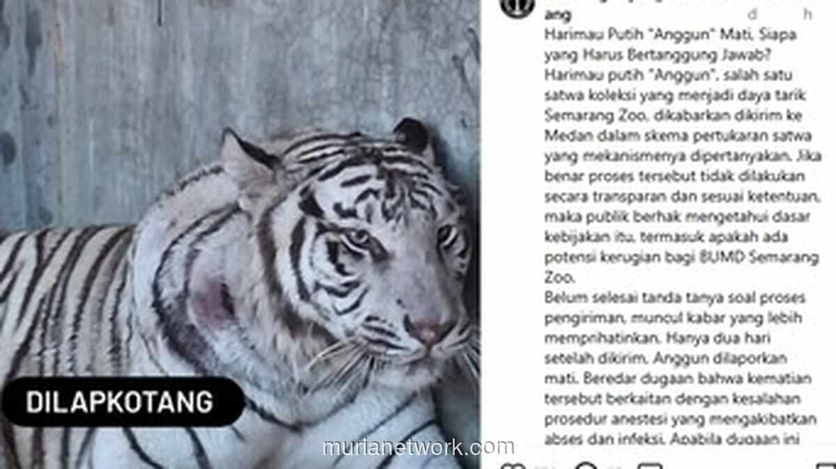 Sekda Semarang Ungkap Penyebab Kematian Harimau Putih di Semarang Zoo