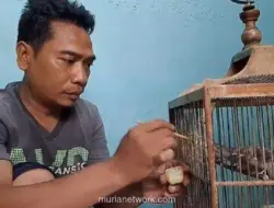 Hobi Ternak Burung Blackthroat, Pria Surabaya Raup Omzet Rp18 Juta per Bulan