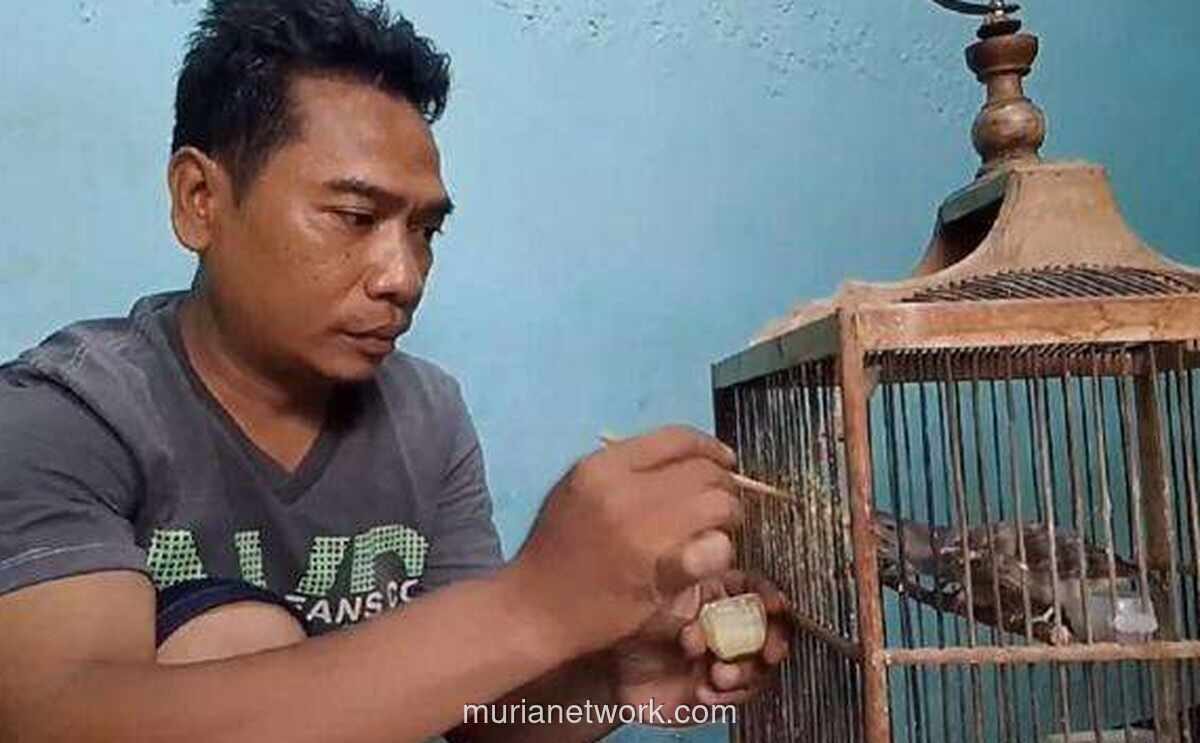 Hobi Ternak Burung Blackthroat, Pria Surabaya Raup Omzet Rp18 Juta per Bulan