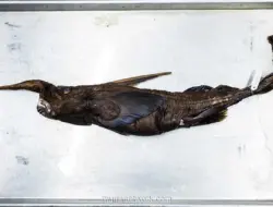 Spesies Baru Hiu Hantu Ditemukan di Perairan Kosta Rika, Punya Moncong Pendek dan Duri Panjang