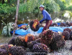Pertamina Kembangkan Bioetanol dari Tandan Kosong Sawit dan Perluas Biodiesel B50