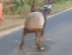 Tapir Muncul di Jalan Lintas Mesuji, Lalu Dikejar dan Disembelih Warga