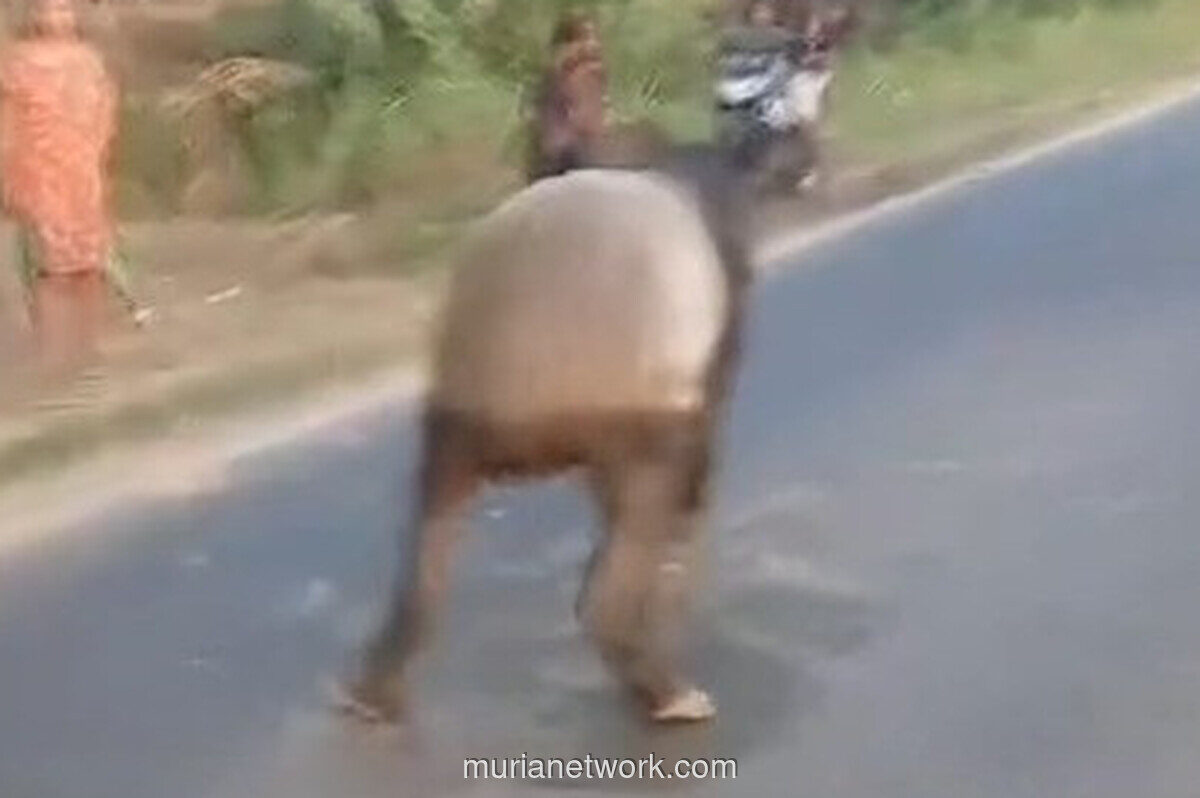 Tapir Muncul di Jalan Lintas Mesuji, Lalu Dikejar dan Disembelih Warga