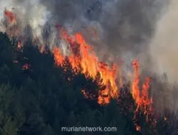 Korban Tewas Kebakaran Hutan di Spanyol Selatan Bertambah Jadi 12 Orang