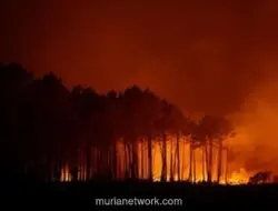 Kebakaran Hutan Landa Pesisir Italia, Ratusan Wisatawan Dievakuasi