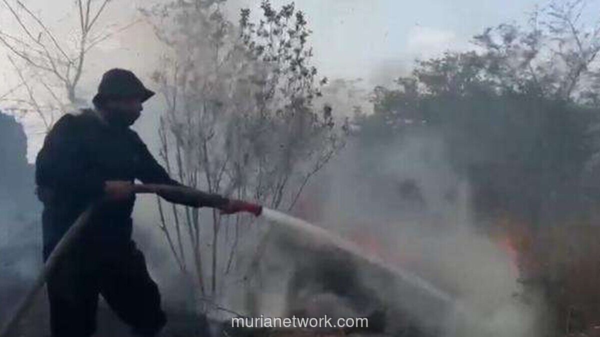 Kebakaran Hutan Landa Gunung Ciremai, Belasan Hektare Ludes