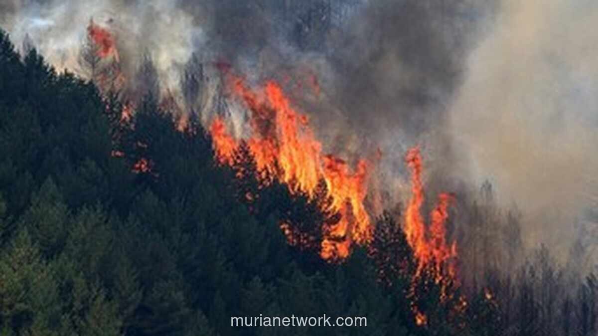 Kebakaran Hutan di Spanyol Selatan Tewaskan 12 Orang, 23 Lainnya Hilang