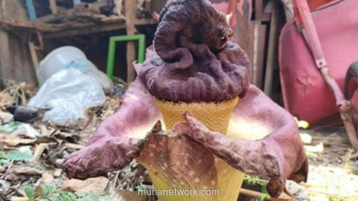 Tanaman Mirip Bunga Bangkai Tumbuh di Pekarangan Warga Bekasi, Ternyata Suweg