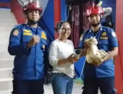 Kucing di Depok Selamat dari Kaleng Makanan yang Menjerat Kepalanya