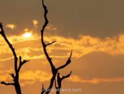 Pemerintah Antisipasi El Nino Lebih Cepat dan Kebakaran Hutan