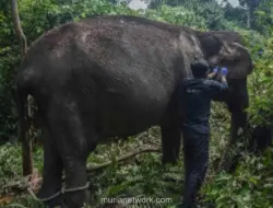 Gajah Sumatra Tua di Pelalawan Hidup Soliter, Kondisinya Mulai Membaik