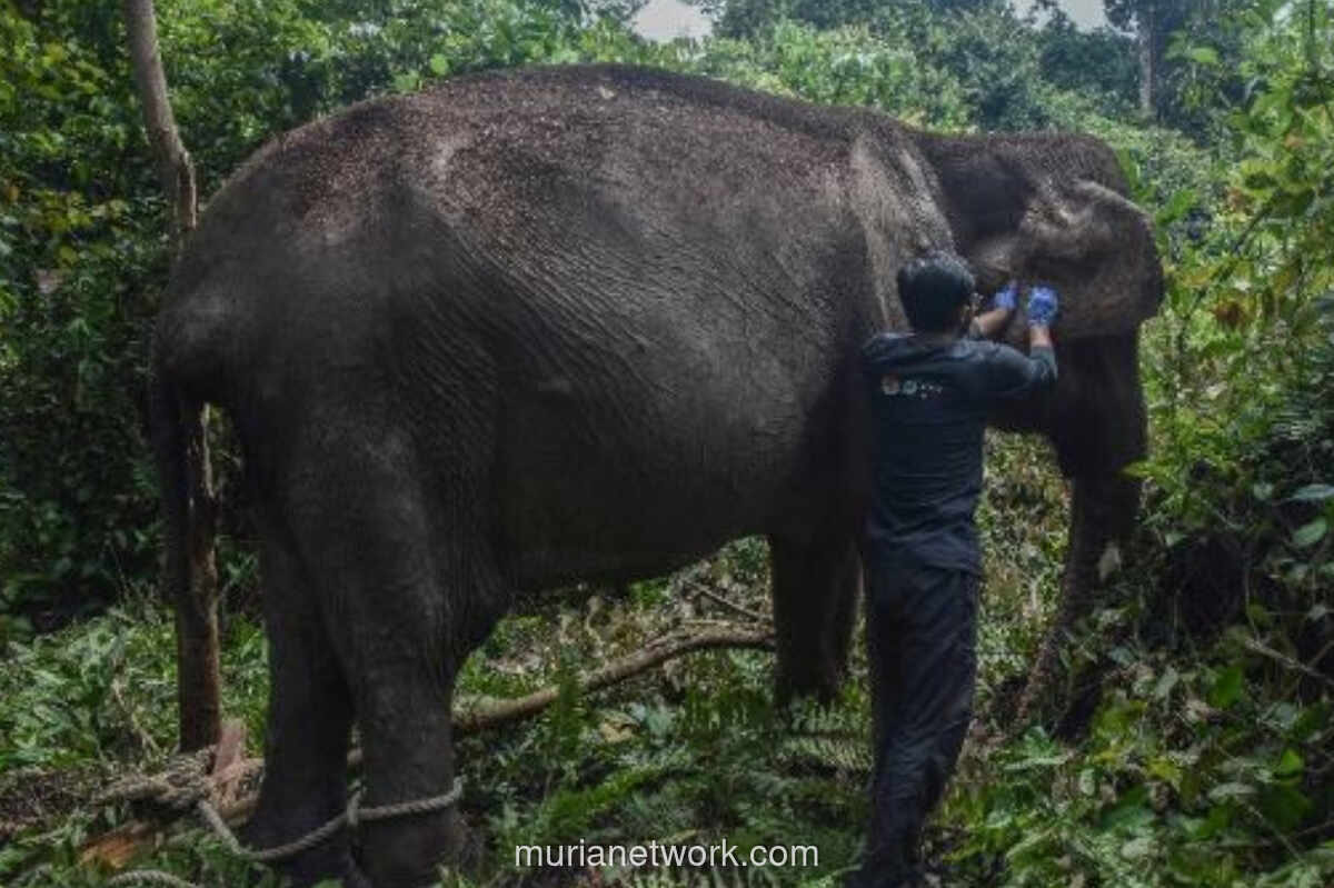 Gajah Sumatra Tua di Pelalawan Hidup Soliter, Kondisinya Mulai Membaik