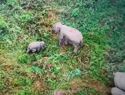 Bayi Gajah Sumatera Terjerat Sling Baja di Jambi, Kini Kembali ke Induknya