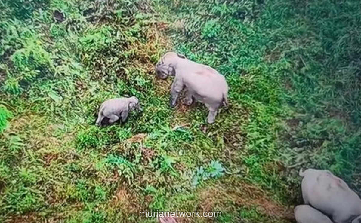 Bayi Gajah Sumatera Terjerat Sling Baja di Jambi, Kini Kembali ke Induknya