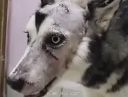 Anjing Husky Dibacok Orang Tak Dikenal di Bekasi, Polisi Kerahkan Unit Satwa