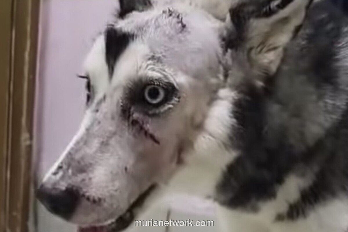 Anjing Husky Dibacok Orang Tak Dikenal di Bekasi, Polisi Kerahkan Unit Satwa