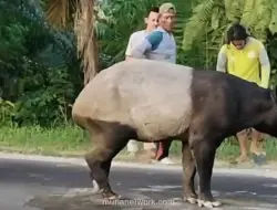 Empat Pelaku Pembantaian Tapir di Mesuji Ditangkap, BKSDA Kalah Cepat