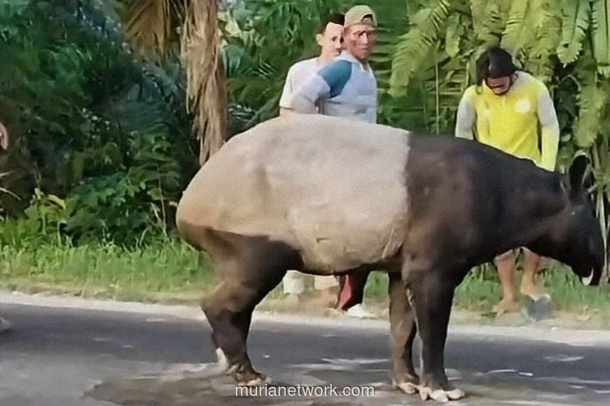 Empat Pelaku Pembantaian Tapir di Mesuji Ditangkap, BKSDA Kalah Cepat