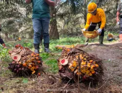 Laba Astra Agro Melonjak 55 Persen di Semester I 2026