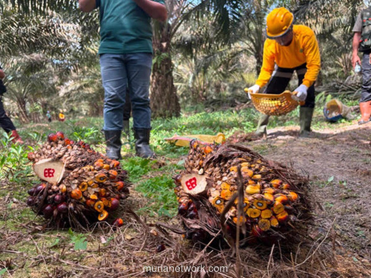 Laba Astra Agro Melonjak 55 Persen di Semester I 2026