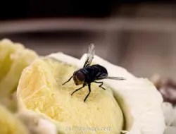 Lalat Hinggap di Makanan, Kapan Harus Dibuang?