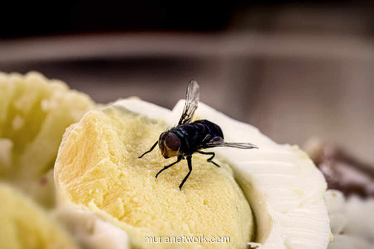 Lalat Hinggap di Makanan, Kapan Harus Dibuang?