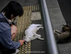 Wacana Pulau Kucing di Jakarta: Antara Wisata Baru dan Kekhawatiran Ekosistem
