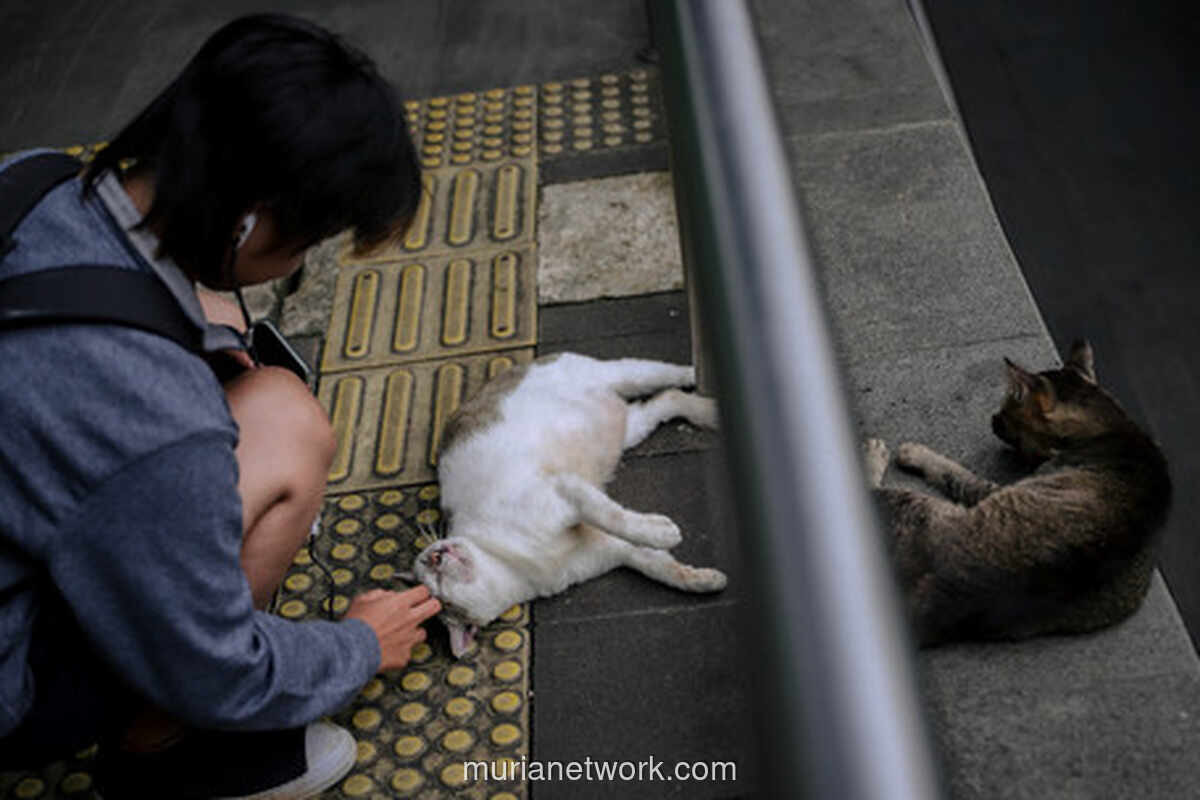 Wacana Pulau Kucing di Jakarta: Antara Wisata Baru dan Kekhawatiran Ekosistem