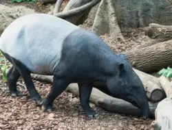 Mengapa Tapir Dilindungi dan Ancaman Hukuman bagi Pemburunya