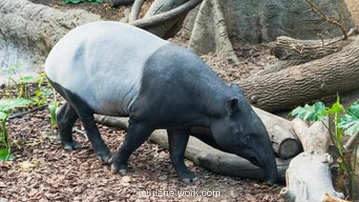 Mengapa Tapir Dilindungi dan Ancaman Hukuman bagi Pemburunya