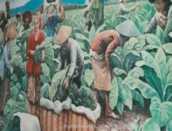 Tembakau Jember: Warisan Sejarah yang Menggerakkan Kehidupan dan Identitas Lokal