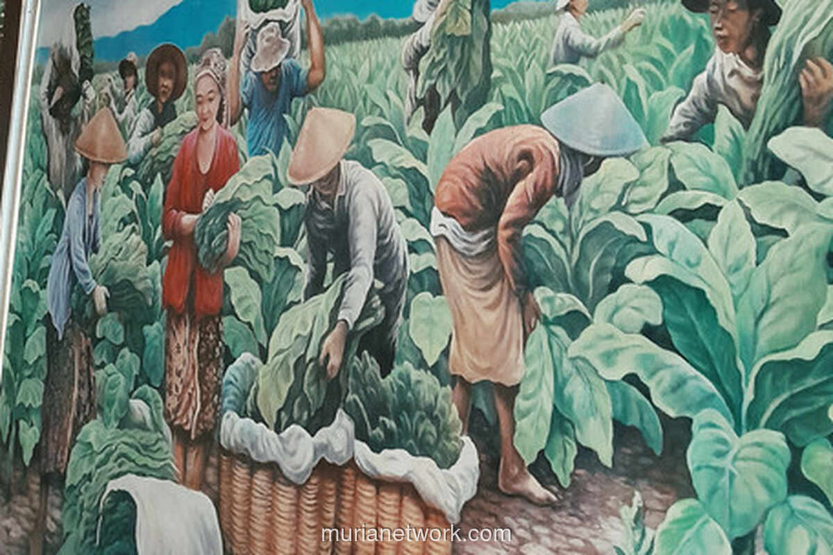 Tembakau Jember: Warisan Sejarah yang Menggerakkan Kehidupan dan Identitas Lokal