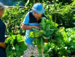 Napi Lapas Takalar Panen Sayur Hasil Budidaya, Jadi Bekal Keterampilan