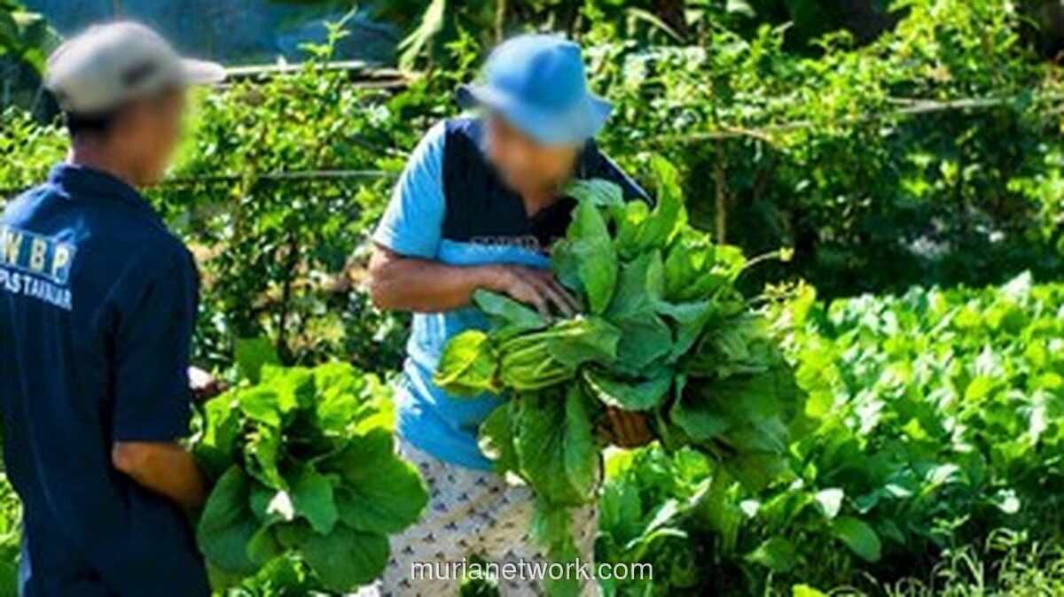 Napi Lapas Takalar Panen Sayur Hasil Budidaya, Jadi Bekal Keterampilan