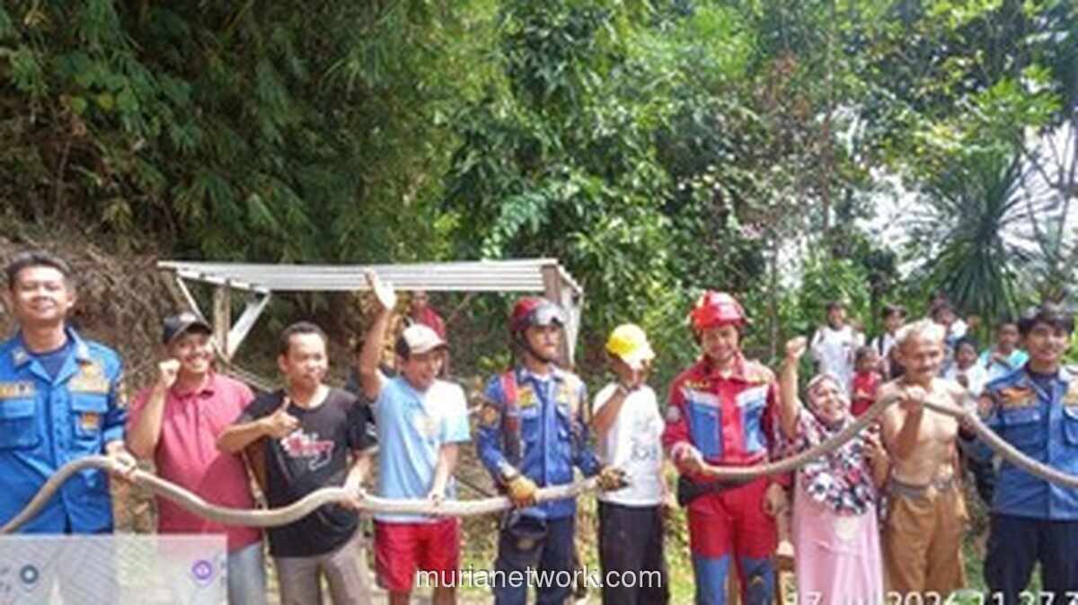 Ular King Kobra Kawin di Jemuran Pakaian, Warga Jonggol Panik