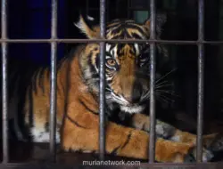 Diterkam Harimau saat Buang Air, Pekerja di Siak Selamat Berkat Sorot Lampu Ekskavator