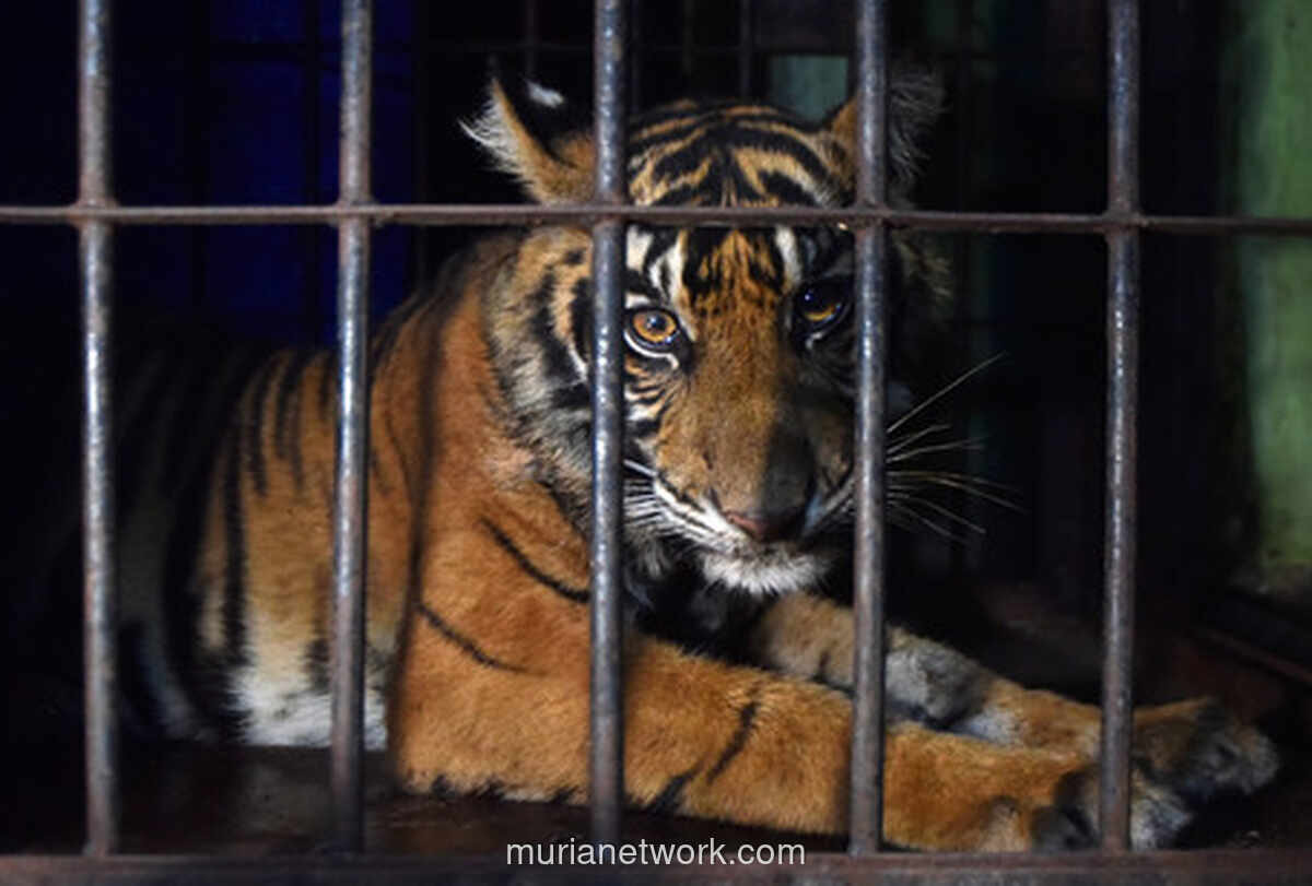 Diterkam Harimau saat Buang Air, Pekerja di Siak Selamat Berkat Sorot Lampu Ekskavator