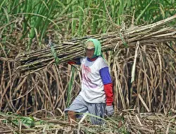 Pemerintah Percepat Peremajaan Tebu Demi Swasembada Gula