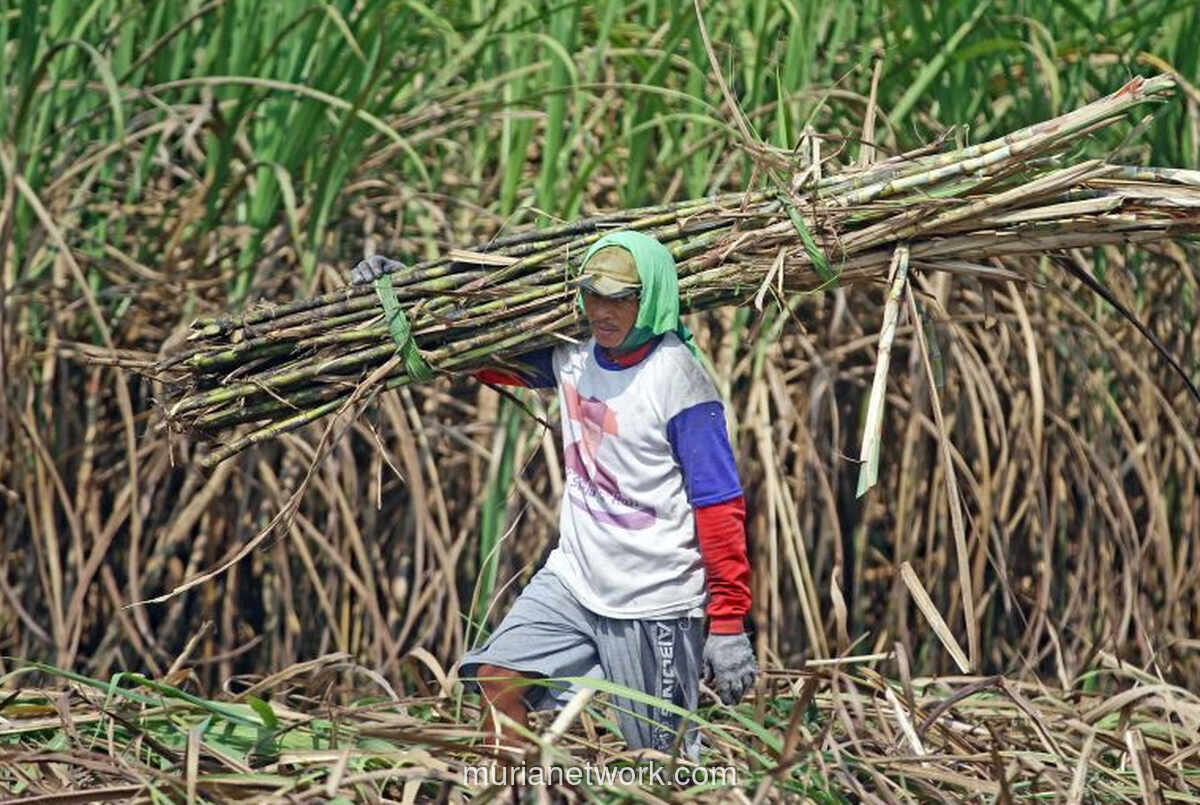Pemerintah Percepat Peremajaan Tebu Demi Swasembada Gula