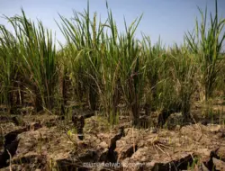 Cianjur Tetapkan Status Darurat Kekeringan hingga September 2026