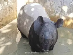 Pemkab Mesuji Batalkan Sayembara Rp50 Juta Tangkap Tapir