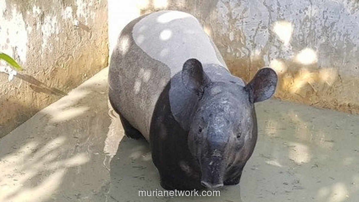Pemkab Mesuji Batalkan Sayembara Rp50 Juta Tangkap Tapir