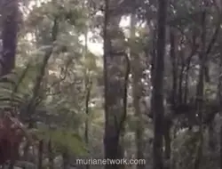 Evakuasi Dramatis Pendaki 145 Kg di Gunung Gede Pangrango, Digendong Pakai Sarung