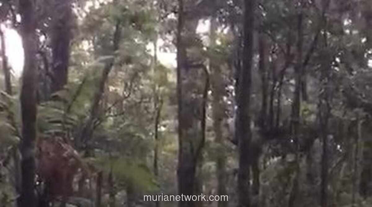 Evakuasi Dramatis Pendaki 145 Kg di Gunung Gede Pangrango, Digendong Pakai Sarung