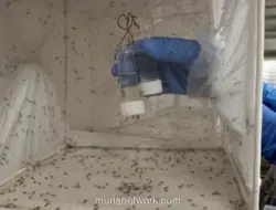 Nyamuk Jantan Rekayasa Genetik: Senjata Baru Memberantas Malaria