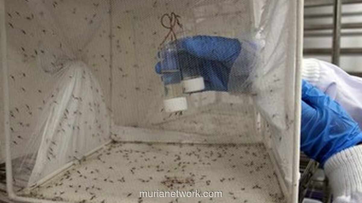Nyamuk Jantan Rekayasa Genetik: Senjata Baru Memberantas Malaria