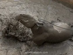 Empat Warga Mesuji Ditangkap Usai Menyembelih Tapir yang Viral
